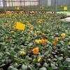 Sarajevski "Park" započinje sadnju novih 100.000 sezonskih cvjetova