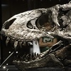 Očuvani skelet tiranosaurusa helikopterom prebačen u muzej