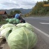 Prodavači kupusa u gornjovrbaskoj regiji zadovoljni ovogodišnjom sezonom