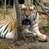 U Parizu ubijen tigar nakon što je pobjegao iz cirkusa