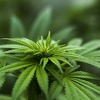 Kanada bi mogla zaraditi milijarde dolara od prodaje legalne marihuane