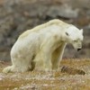 Biolog šokirao javnost videom izgladnjelog polarnog medvjeda