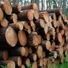 Stručnjaci: BiH mora zabraniti izvoz drveta, kratkoročna rješenja neće uroditi plodom