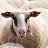 Veterinari upozoravaju na pojavu bruceloze i Q-groznice u Livanjskom kantonu