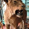 Veterinarski anatomski muzej u Sarajevu bogatiji za eksponat lavice iz Pionirske doline