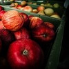 U toku ugovaranje sastanka u vezi sa izvozom jabuka u Rusiju