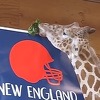 Slavna žirafa April predvidjela da Patriotsi osvajaju Super Bowl