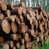 Prošlogodišnja proizvodnja šumskih sortimenata manja za 4,83 posto