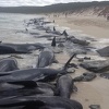 Od 150 kitova koji su se nasukali na australskoj plaži preživjelo samo šest