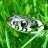 Stručnjaci upozoravaju: Zmije izlaze iz zimskog mirovanja