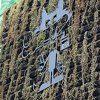Prvi "zeleni zid" u Sarajevu za dva mjeseca poprimio smeđu boju
