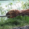 Praznik na obalama Drine: Hrana i odmor u prvom, radnička prava u drugom planu
