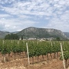 Istok čeka kvalitetna hercegovačka vina, kupuju se čak i u Kini