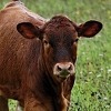 Četiri osobe zaražene brucelozom na području Kantona 10