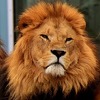 Lavovi, tigrovi i jaguar pobjegli iz zoološkog vrta u Njemačkoj