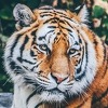 Uhvaćeni odbjegli lavovi, tigrovi i jaguar u Njemačkoj