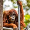 Najstariji orangutan na svijetu preminuo u 62. godini u zoo vrtu u Australiji