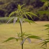 Kanada legalizovala upotrebu marihuane u rekreativne svrhe