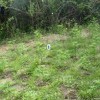 U Posušju zaplijenjeno 2.246 stabljika marihuane, uhapšena jedna osoba