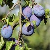 Šljiva propada u BiH nakon obilnih kiša, Nijemci je odbili kupovati zbog loše kvalitete