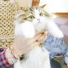 Ed Sheeran na Instagramu otvorio profil posvećen svojim mačkama