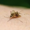 U BiH nema oboljelih od groznice Zapadnog Nila, u Srbiji pet osoba preminulo