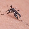 Groznica zapadnog Nila odnijela devet života u Srbiji