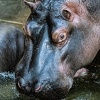 Kineskog turistu u Keniji usmrtio nilski konj
