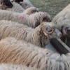 Pred Kurban-bajram veterinarski inspektori vrše pojačanu kontrolu životinja