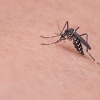 Još četiri osobe preminule od virusa Zapadnog Nila u Srbiji