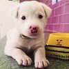 U subotu Dan otvorenih vrata u Dogs Trust Školi za pse