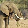 Slon usmrtio njemačku turistkinju u Zimbabveu