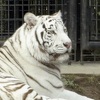 Bijeli tigar usmrtio čuvara zoološkog vrta u Japanu