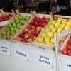 Proizvođačima jabuka u BiH najveći problem plasman na domaće i strano tržište