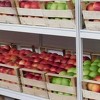 U Goraždu dodijeljene "zlatne, srebrne i bronzane jabuke"