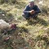 Povratniku u Međeđu Šućri Džaferoviću, psi zaklali deset ovaca