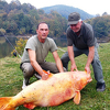 Zoran Stanić iz Prnjavora upecao zlatnog tolstolobika teškog 62 kilograma