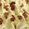 Ukrajinci preuzimaju Perutninu Ptuj: Da li će pilići koji se hrane GMO hranom preplaviti tržište