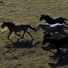 Pogledajte sjajne snimke livanjskih divljih konja, prave atrakcije naših zapadnih granica