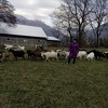 Porodica Zekotić iz radoznalosti kupila dvije koze, sada ima farmu u podnožju Vranice