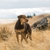Pas Bella putuje skoro 700 kilometara kako bi pronašao vlasnika u "A Dog's Way Home"