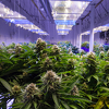 Kanadski uzgajači: Marihuana puno unosnija od povrća