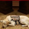 Srceparajuća fotografija: Labrador Georgea Busha tuguje za vlasnikom