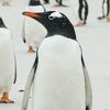 Prodaje se Pebble, ostrvo pingvina s prostranim plažama, ovcama i morskim lavovima