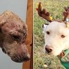 Zahvaljujući plemenitim ljudima pas koji je ostavljen da umre se potpuno oporavio