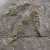 Otkriveni novi fosilni ostaci dinosaura na jugoistoku Engleske
