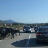 Vozač automobilom udario divljeg konja na putu Livno-Tomislavgrad