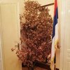 Unesen badnjak u Dodikov kabinet u Sarajevu