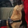 Pas tragač Šmeki našao trag El-Emina Hadžića u jednoj od vikendica na Ponijerima