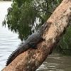 Krokodili i zmije izašli na ulice Australije usljed katastrofalnih poplava